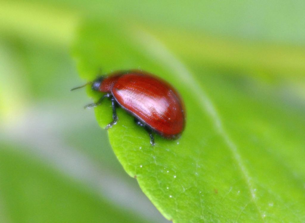 Gonioctena viminalis, Chrysomelidae